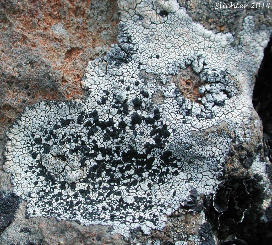 Unidentified Lichens of central Oregon #14